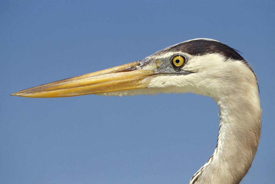 Great Blue Heron Portrait Galapagos Photograph by Tui De Roy