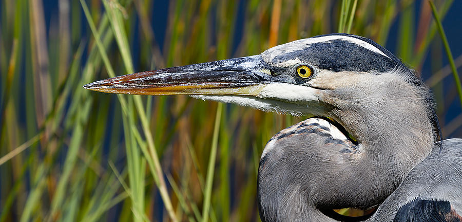 Everglades National Park Photograph - Great Blue Heron portrait by Mr Bennett Kent