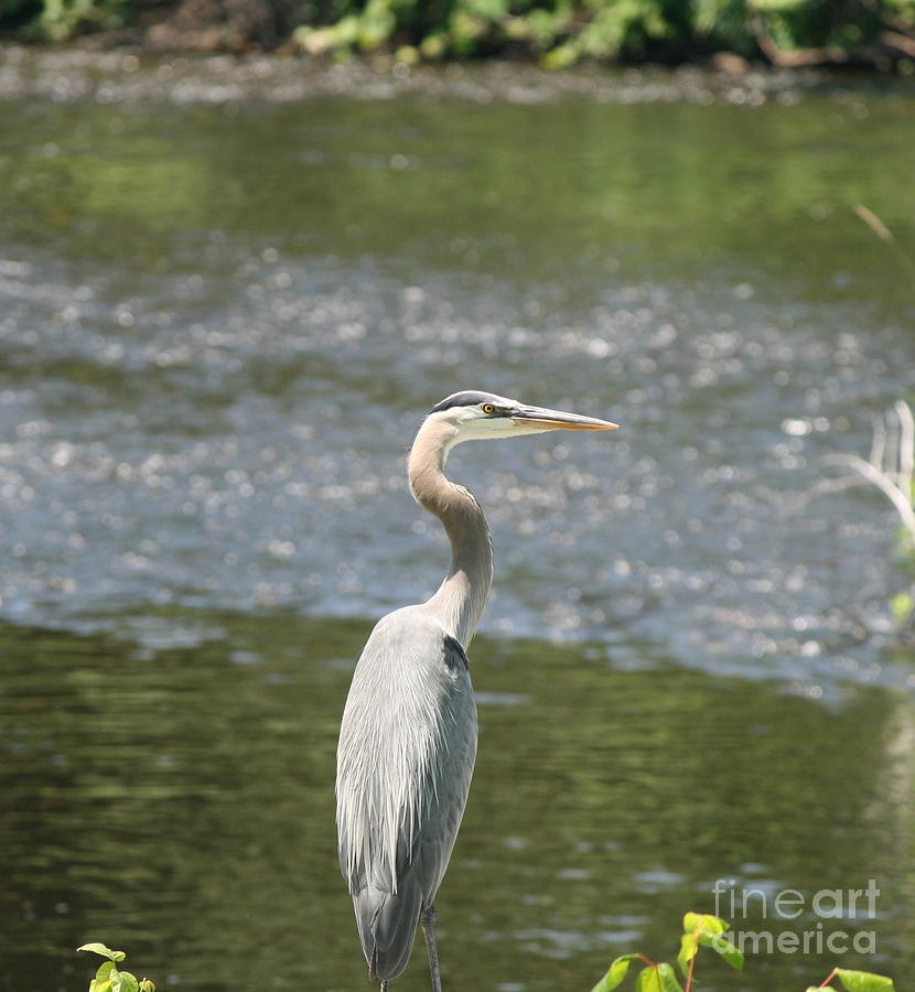 Great Blue Heron Portrait Photograph by Neal Eslinger