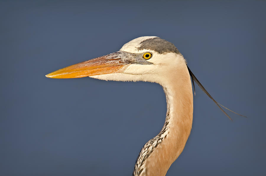 Great Blue Heron Portrait Photograph by Susan Candelario