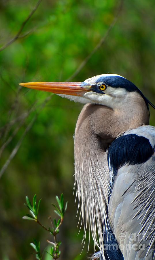 Great Blue Heron Posing Photograph by Tom Cloud - Fine Art America