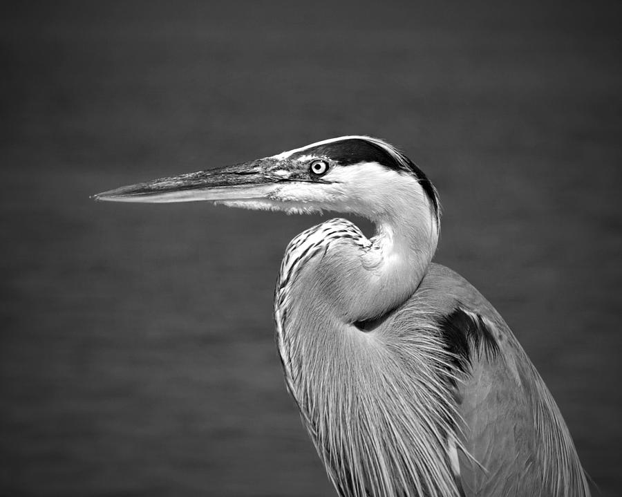 Great Blue Heron Profile B W Photograph by Jemmy Archer
