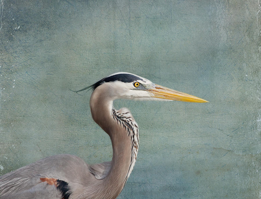 Heron Photograph - Great Blue Heron - Profile by Kim Hojnacki