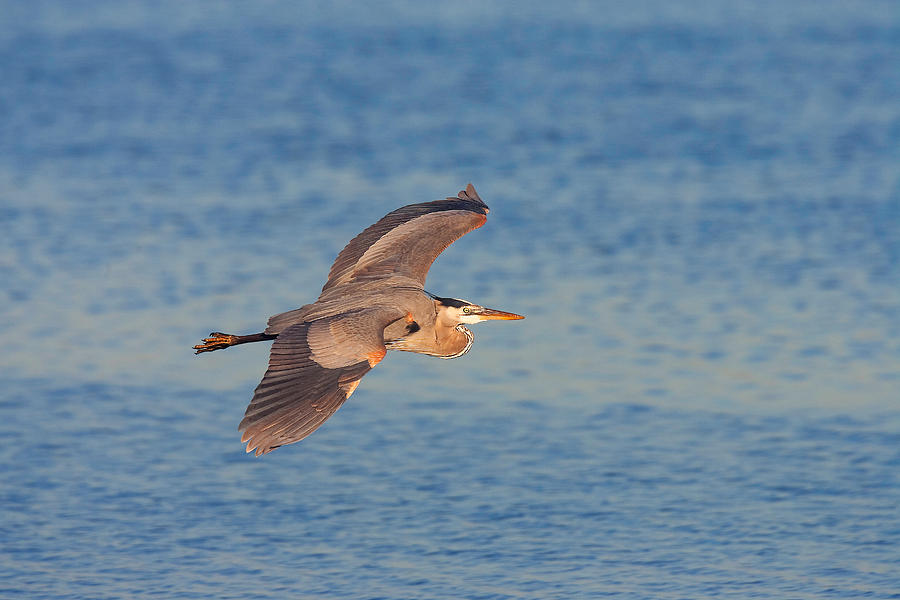 Great Blue Heron Photograph by Ram Vasudev