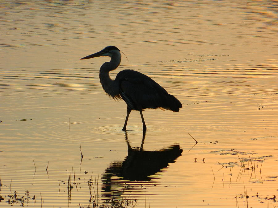 Great Blue Heron Reflected Photograph