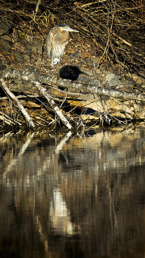 Great Blue Heron Reflection Photograph by Belinda Greb