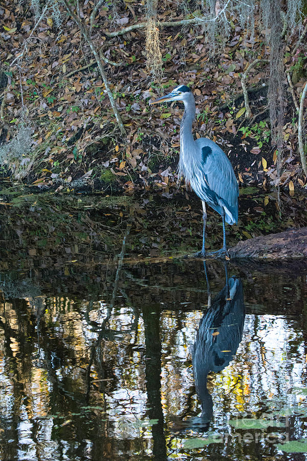 Great Blue Heron Reflection Photograph by John Greco
