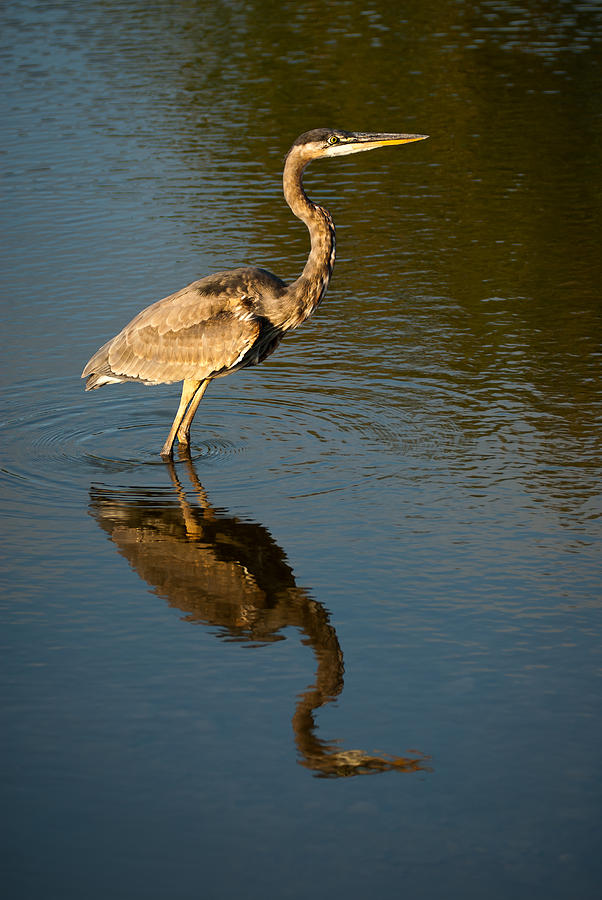 Great Blue Heron Reflection Photograph by Onyonet Photo studios