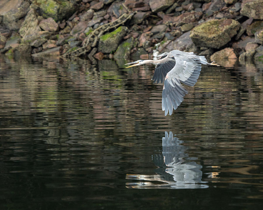 Great Blue Heron Reflections Photograph by Jennifer Casey