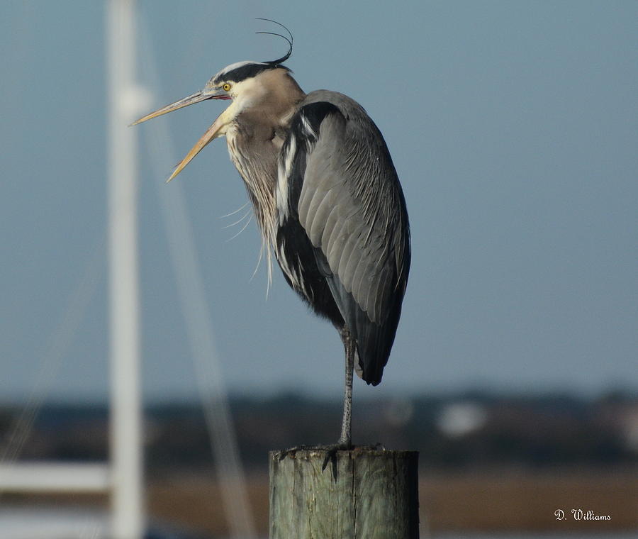 Great Blue Heron rests on one leg Photograph by Dan Williams