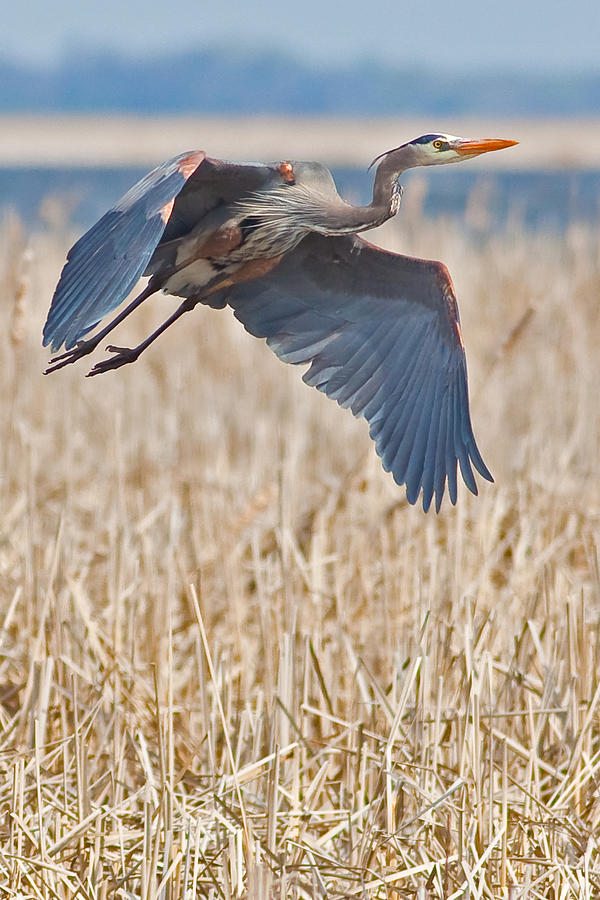 Great Blue Heron Rising 2 Photograph by Natural Focal Point Photography