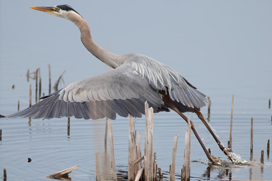 Great Blue Heron Rising Photograph by Natural Focal Point Photography