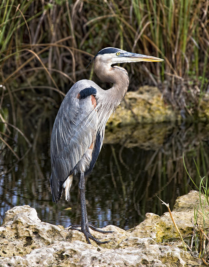 Great Blue Heron Photograph by Ronald Lutz