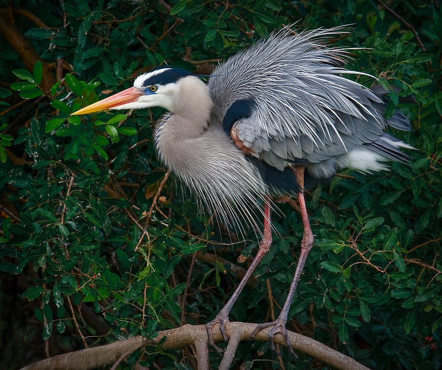 Great Blue Heron Ruffling Feathers Photograph by Susan Candelario