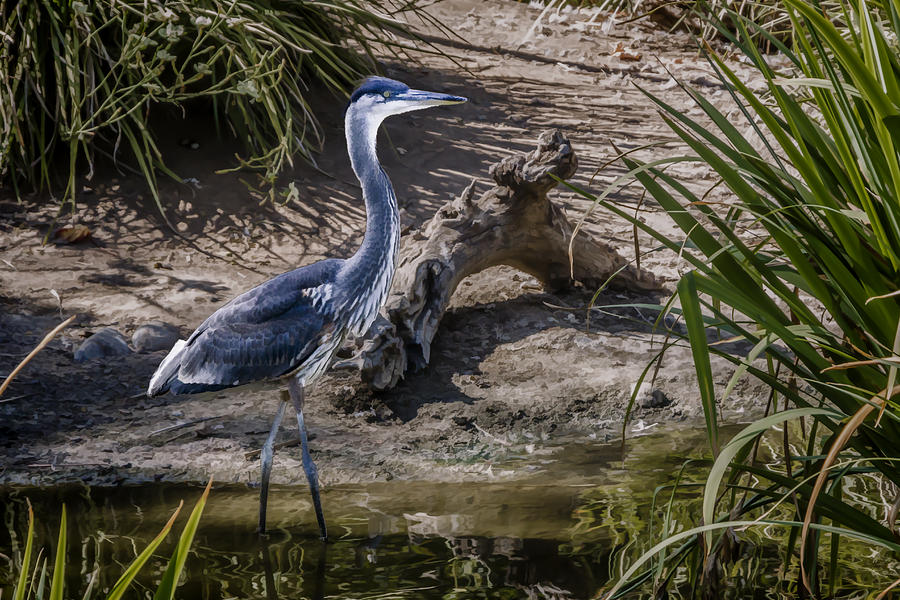 Great Blue Heron Digital Art by Photographic Art by Russel Ray Photos