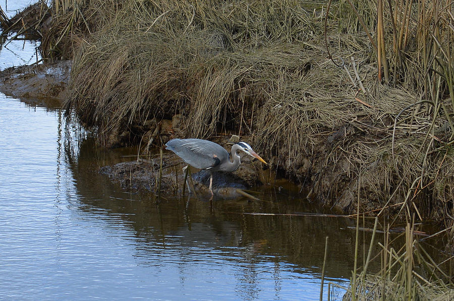 Great Blue heron Searching Photograph by Lawrence Christopher