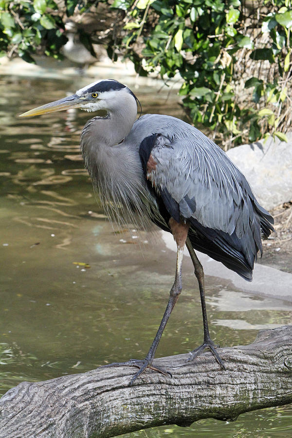 Heron Photograph - Great Blue Heron by Shoal Hollingsworth
