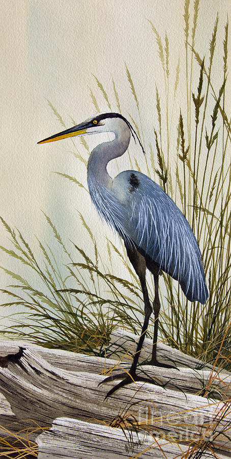 Great Blue Heron Shore by James Williamson