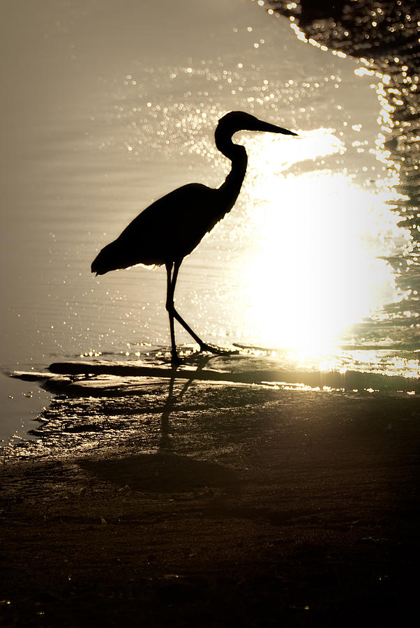 Great Blue Heron Silhouette Photograph