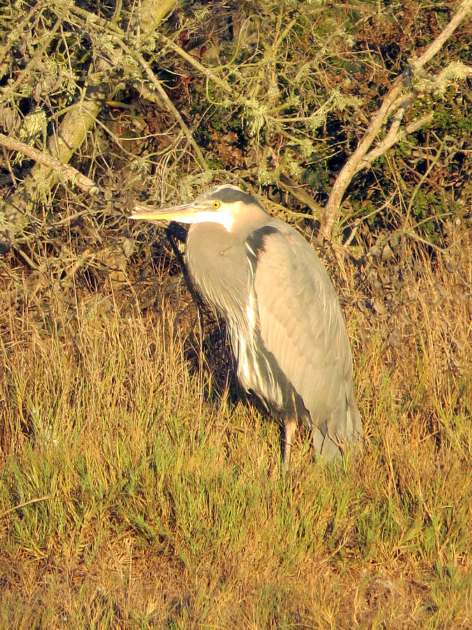 Great Blue Heron Sitting on an Island Photograph by Jessica Foster - Pixels