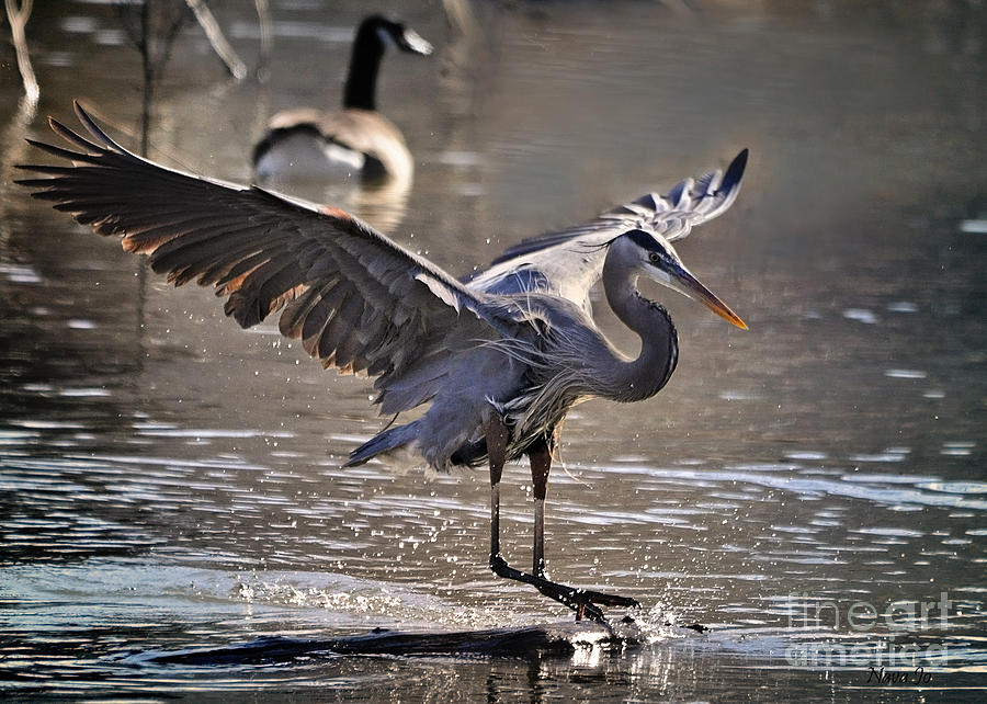 Great Blue Heron Skiing Photograph by Nava Thompson