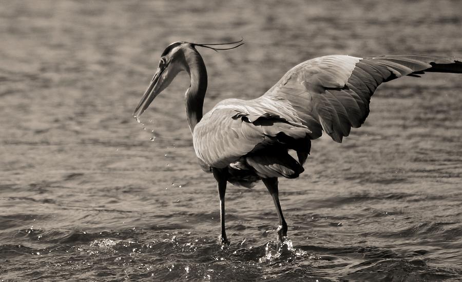 Great Blue Heron Splash Photograph by Dan Sproul