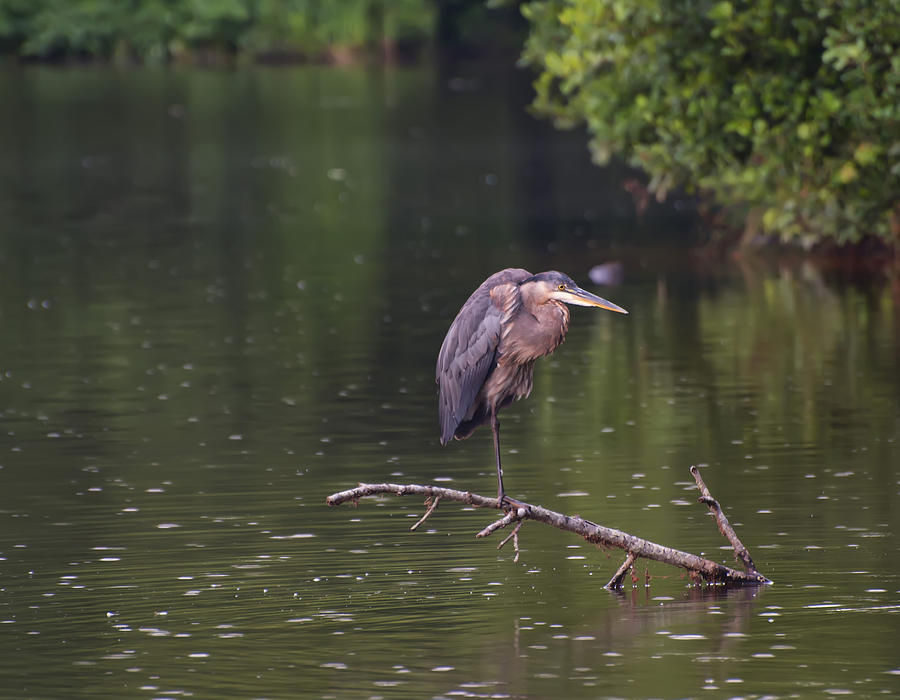 Heron Photograph - Great Blue heron spots a fish by Flees Photos