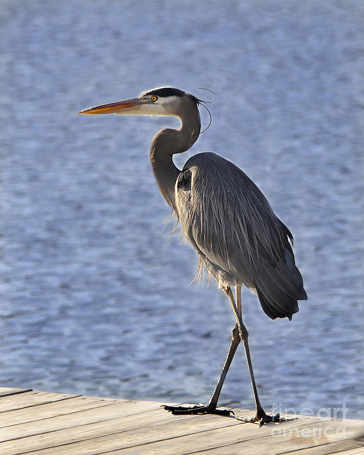 Great Blue Heron Stance Photograph by Nava Thompson | Pixels