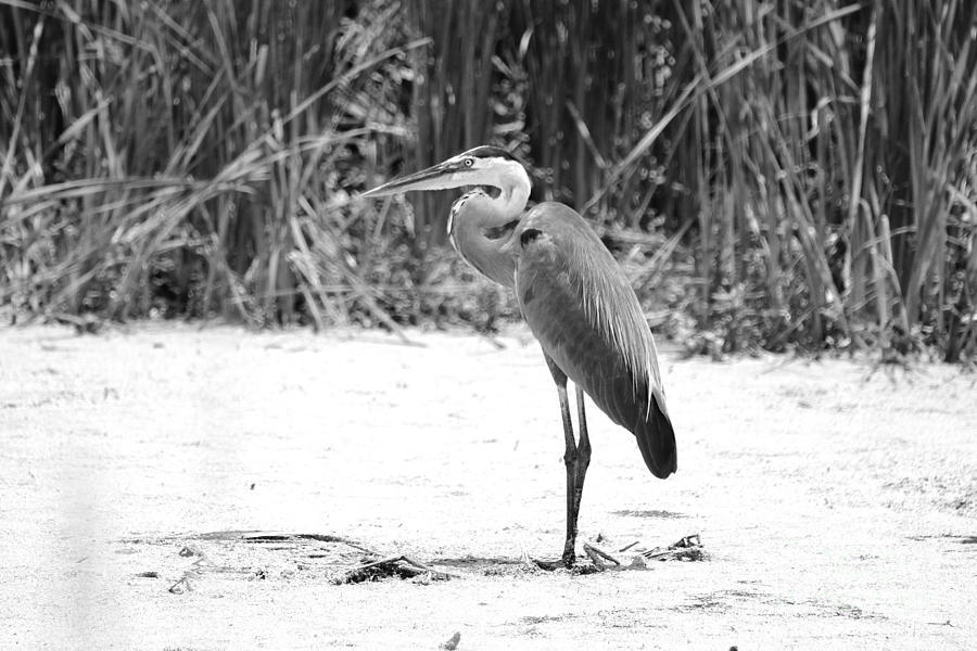 Great Blue Heron Standing Photograph by Cynthia Pulsifer
