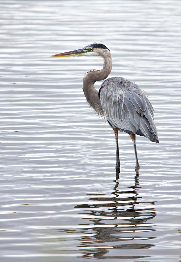 Great Blue Heron Standing in Water Photograph by Dorothy Cunningham