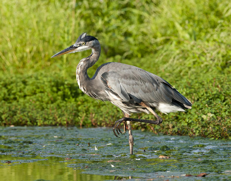 Great Blue Heron Standing One Leg by Tim Rutz