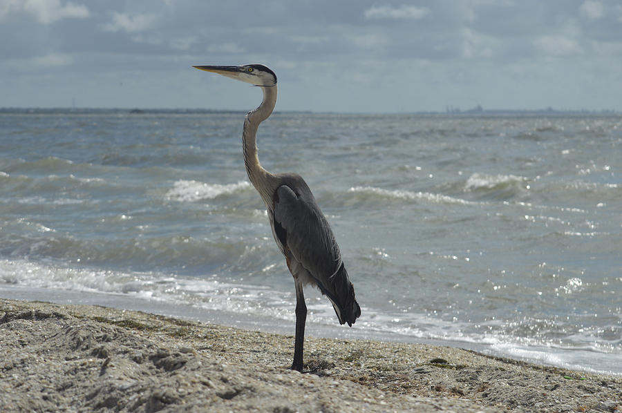Great Blue Heron Standing TAll Photograph by Leticia Latocki