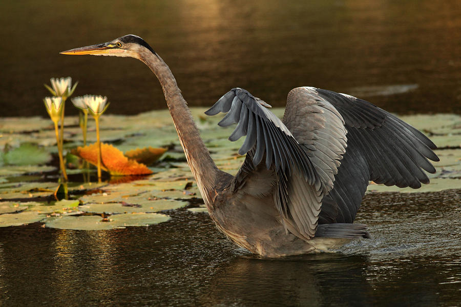 Great Blue Heron Photograph by Stephen Dennstedt