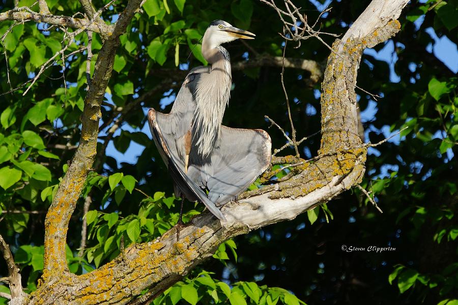 Great Blue Heron Photograph by Steven Clipperton