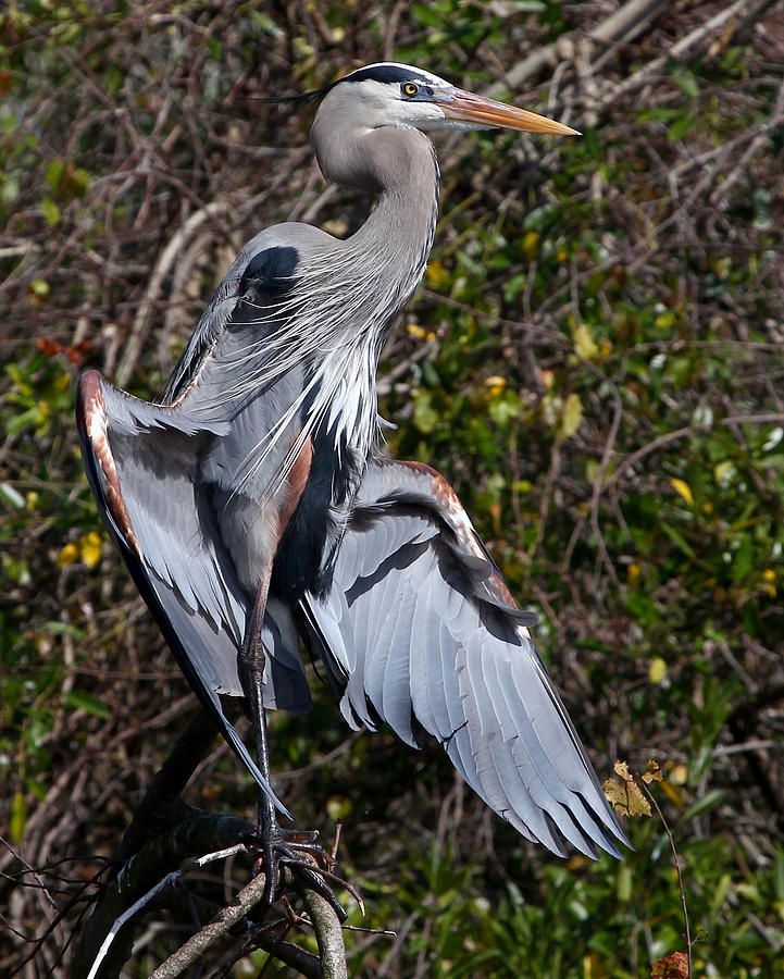 Great Blue Heron Sunning Photograph by Erin Tucker - Fine Art America