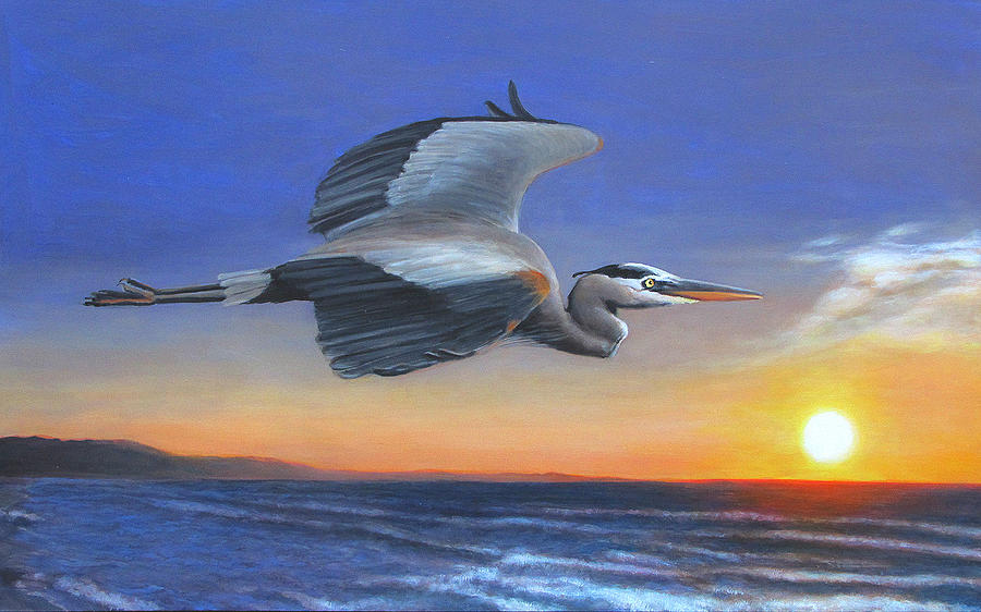 Heron Painting - Great Blue Heron Sunrise Flight by Charles Wallis