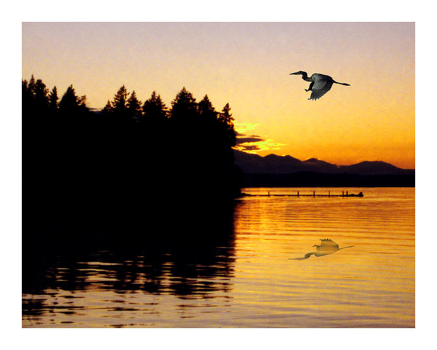 Great Blue Heron Sunrise Olympics Photograph by Jack Pumphrey
