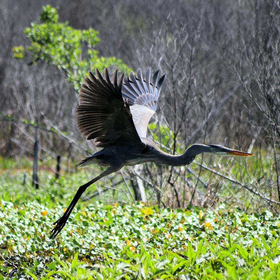 Great Blue Heron Take Off 1 Photograph by Sheri McLeroy