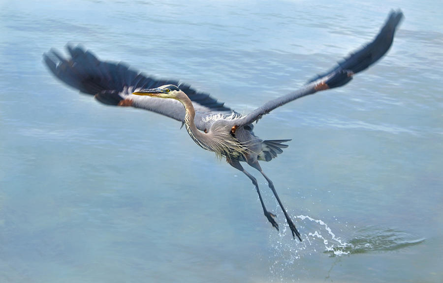 Great Blue Heron Take Off Photograph by Sandi OReilly
