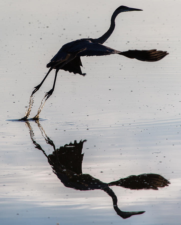 Great Blue Heron Takeoff Photograph by John Daly