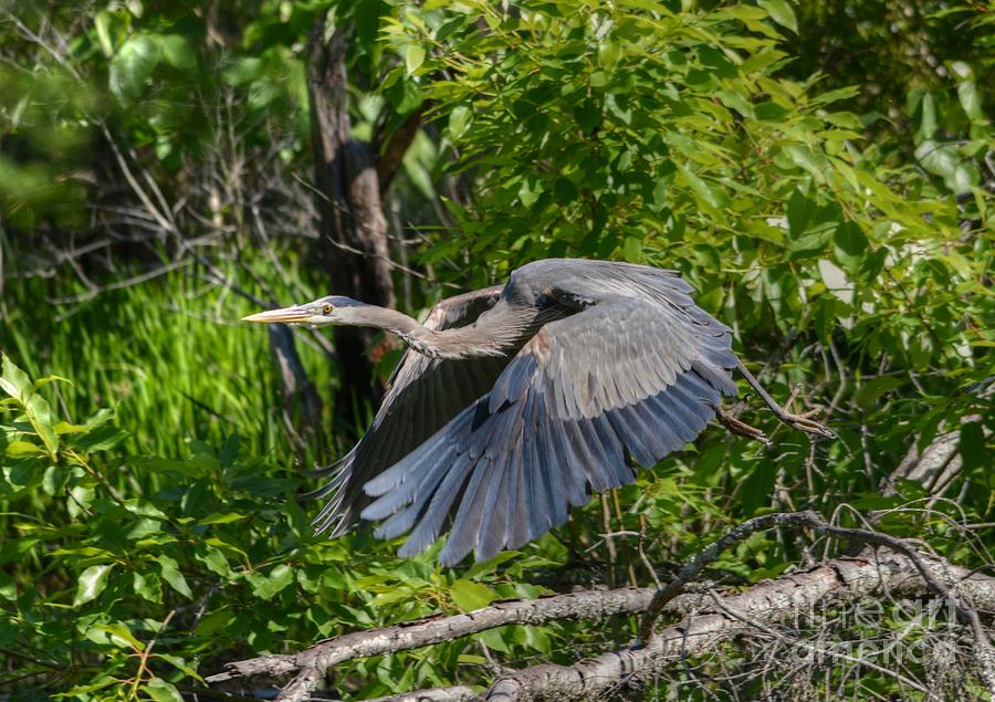 Great Blue Heron Takes Flight Photograph by Kathy Baccari