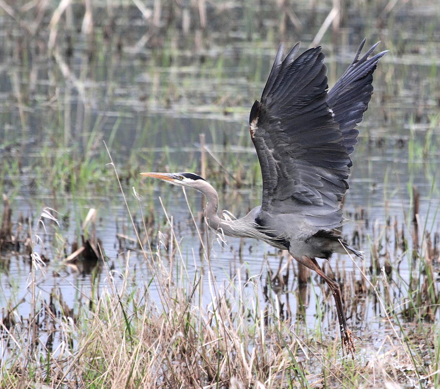 Great Blue Heron Taking Flight Photograph by Angie Vogel