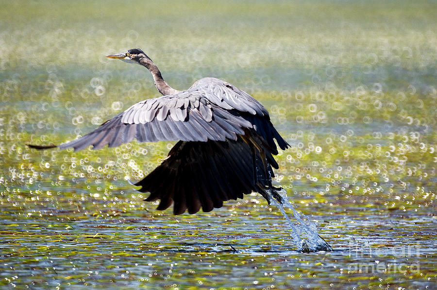 Great Blue Heron Taking Off Photograph by Terry Elniski