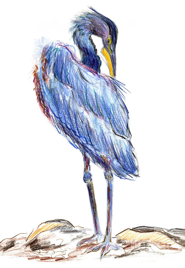 Feather Painting - Great Blue Heron Tidies his Feathers by Ellen Miffitt