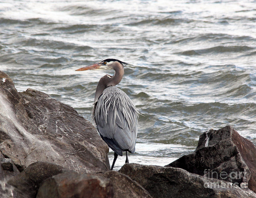 Great Blue Heron Photograph by Trina  Ansel