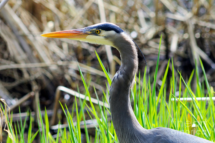 Great Blue Heron Up Close 2 Photograph by Terry Elniski