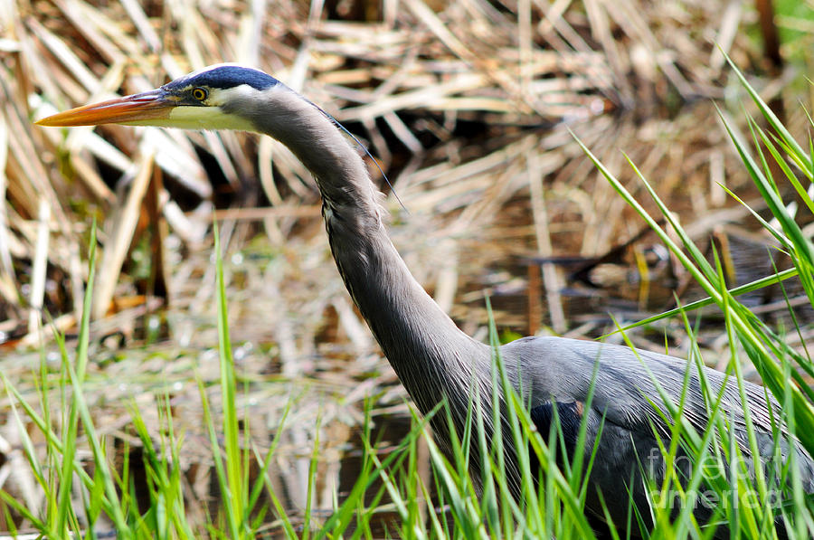 Great Blue Heron Up Close 3 Photograph by Terry Elniski