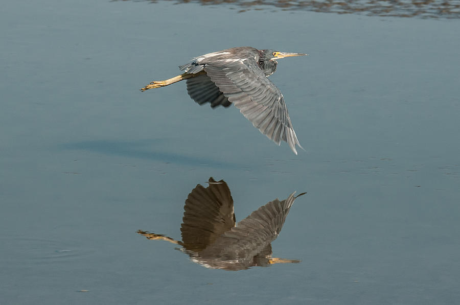 Great Blue Heron Photograph by Victor Culpepper
