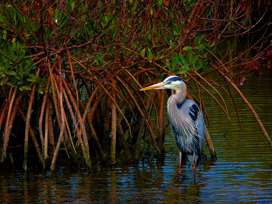 Great Blue Heron Wading Among Mangroves Photograph by Susan Duda
