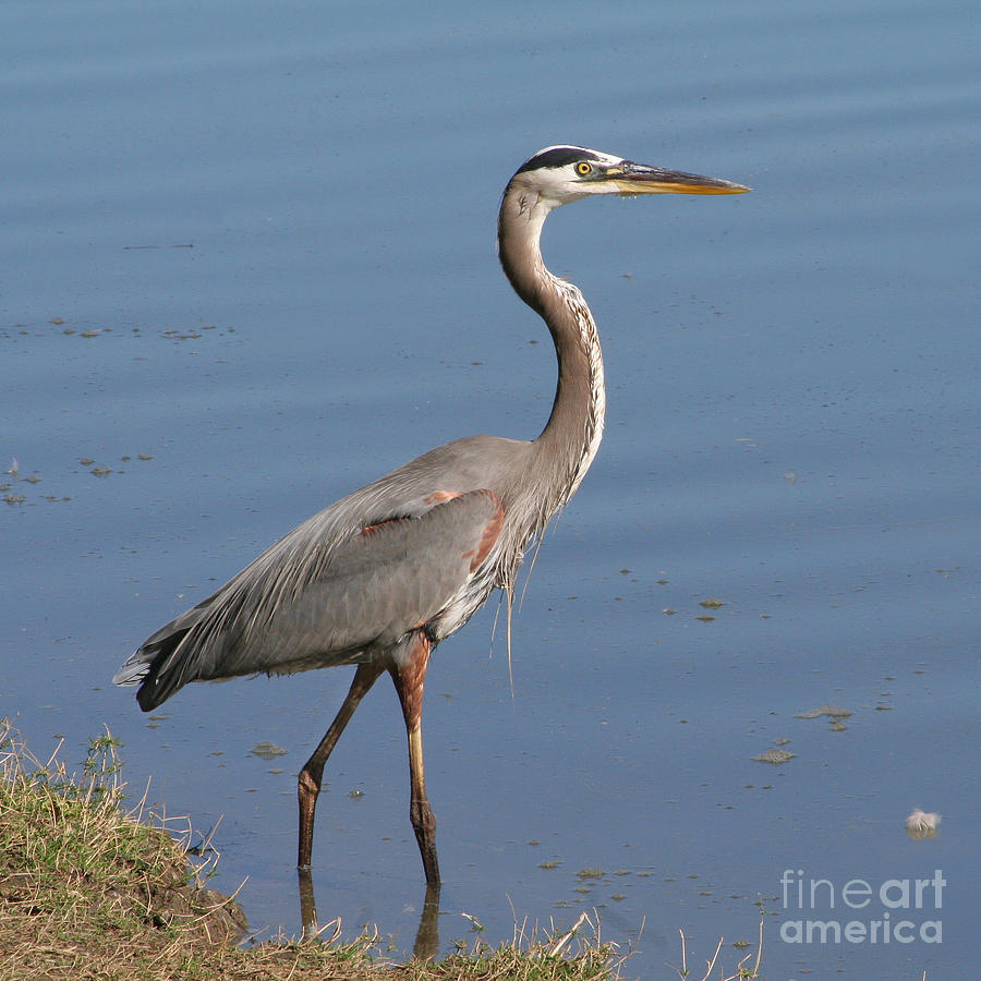 Great Blue Heron Wading Photograph by Bob and Jan Shriner - Pixels